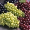 grapes.bmp