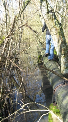 07 Getting swampy.jpg