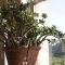 Potted Plant Distribution by Liz Potted Plant Distribution by Liz
