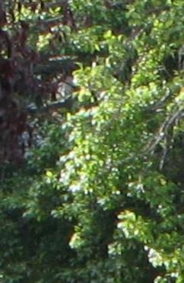 sun in trees.JPG
