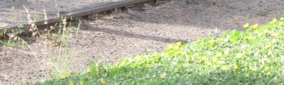 tracks.JPG