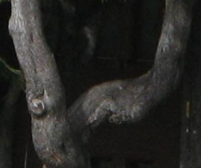 trunk.JPG