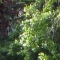sun in trees.JPG