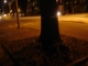 tree ribbon
