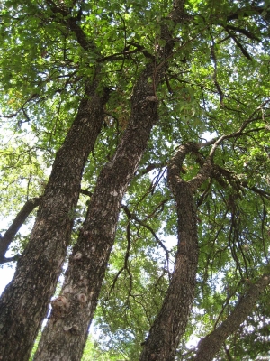 WOODS NOT OF THIS WORLD