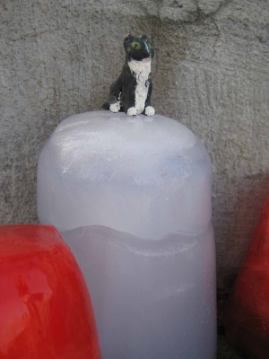 cat on ice.jpg cat on ice.jpg