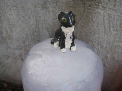 cat on ice.jpg cat on ice.jpg