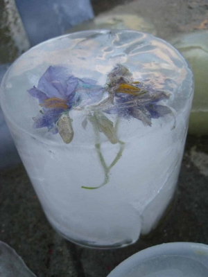 Flowers Encased in Ice Flowers Encased in Ice