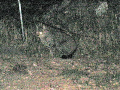 The First Kitty: Revealed