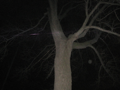 Ribbon Passes Over Bigass Tree Ribbon Passes Over Bigass Tree