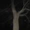 Ribbon Passes Over Bigass Tree