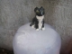 cat on ice.jpg
