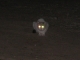 The Second Kitty