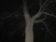 Ribbon Passes Over Bigass Tree