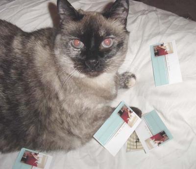 kittywithcards.jpg