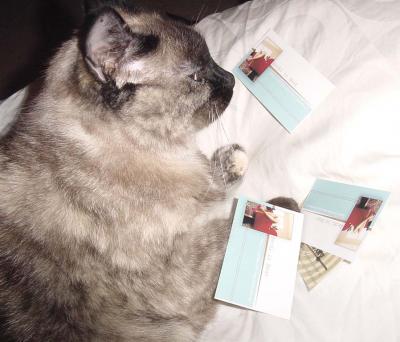 kittywithcards2.jpg