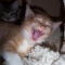 Hisssssss
