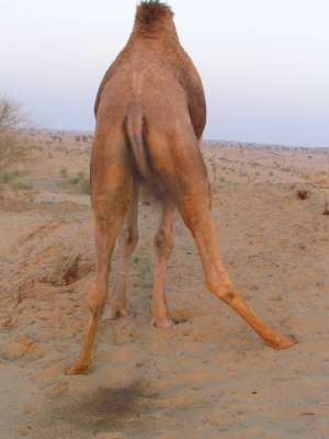 041208035156_camel_mooning.jpg
