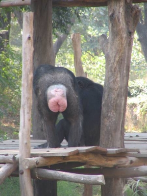 050106131438_mooning_of_the_chimpanzee.jpg