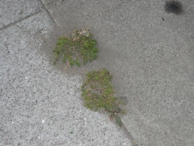 nature1.jpg