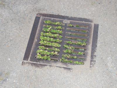 nature2.jpg