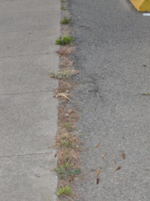 nature4.jpg