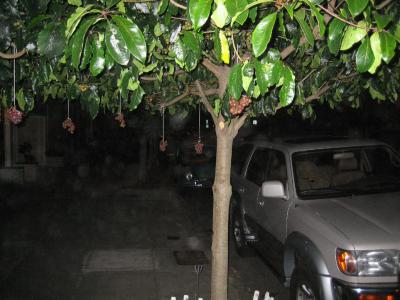 grape tree