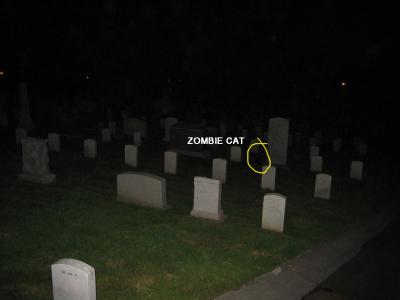 elusive zombie cat