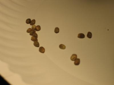 plantatree1.jpg