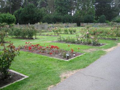 plantatree5.jpg
