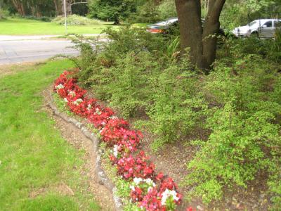 plantatree6.jpg