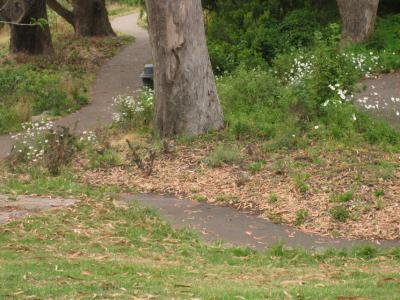 plantatree7.jpg