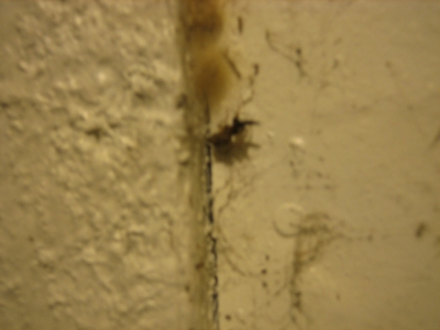 IMG_2600.JPG