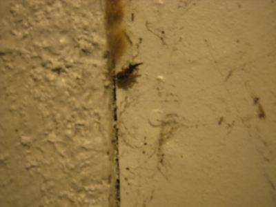 IMG_2603.JPG