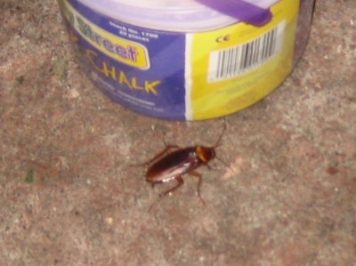 magicroach.jpg magicroach.jpg