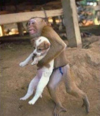 monekycarryingdog.jpg