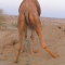 041208035156_camel_mooning.jpg