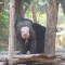 050106131438_mooning_of_the_chimpanzee.jpg