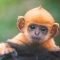baby_ginger_monkey.jpg