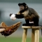Monkeys love baseball!