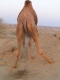 041208035156_camel_mooning.jpg