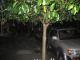grape tree