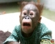 MONKEYS