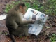 monkey_wideweb__470x353,2.jpg