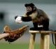 Monkeys love baseball!