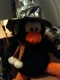 Penguin  Wearing Silver Hat