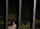 Were-Rabbit Attack