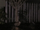 Last Rabbit