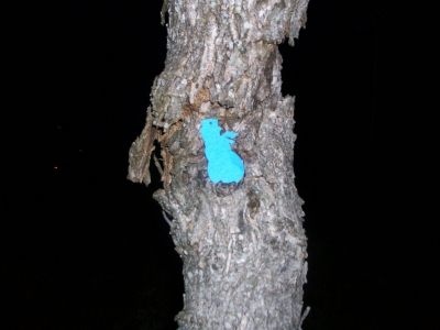 Tree in front of house