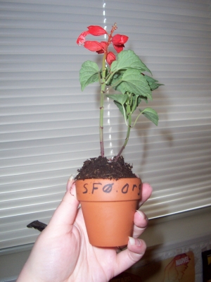 flower 1.JPG flower 1.JPG